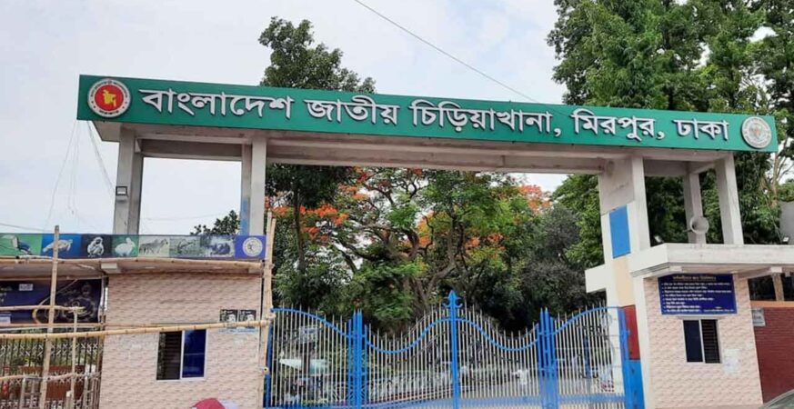 জাতীয় চিড়িয়াখানার সিংহী খাঁচার বাইরে