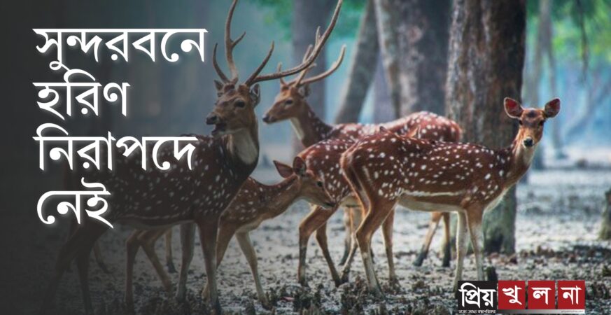 সুন্দরবনে হরিণ নিরাপদে নেই