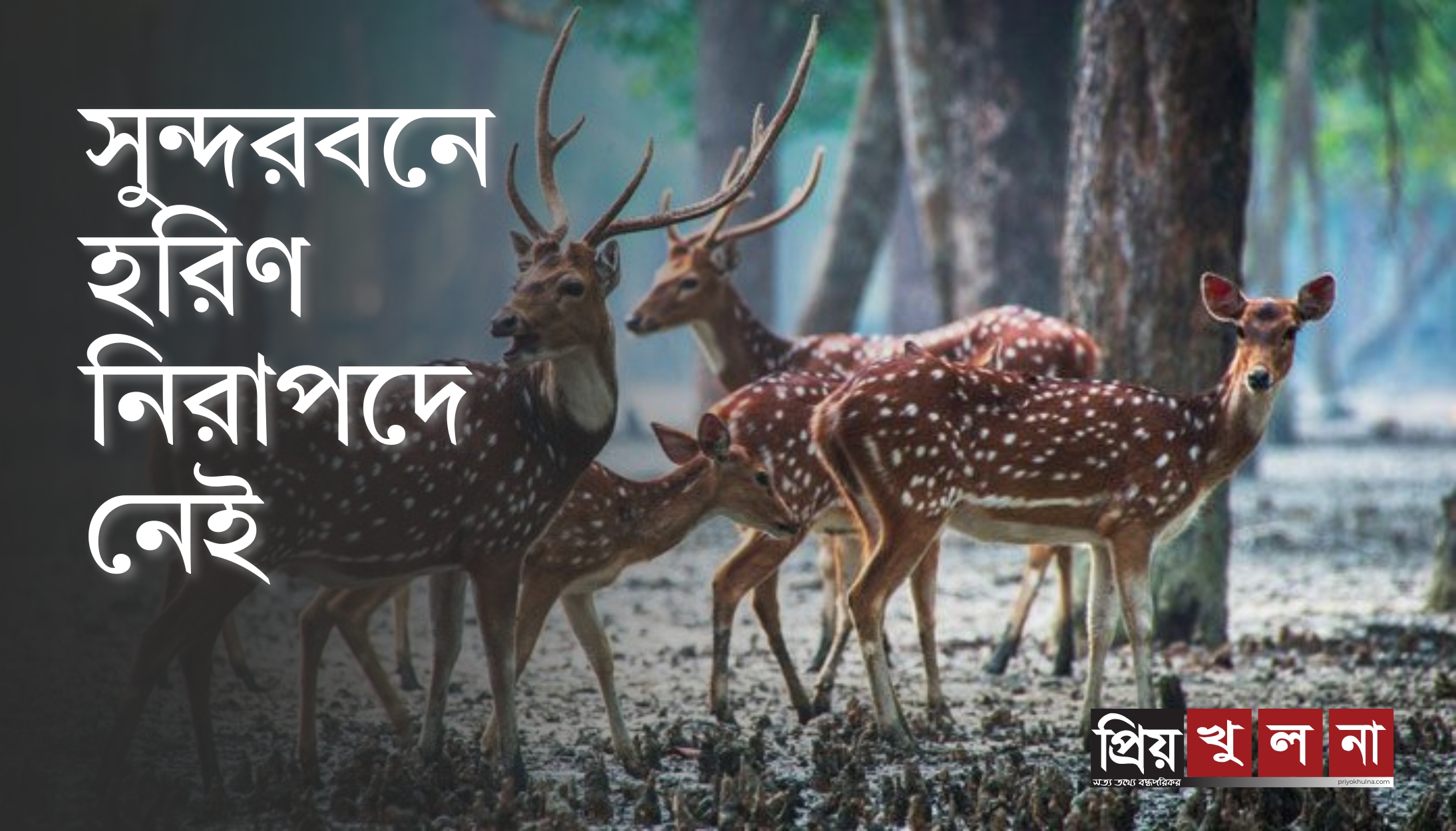 সুন্দরবনে হরিণ নিরাপদে নেই
